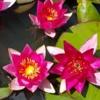 Nymphaea Pygmaea Rubra Rood Roze Nelumbogarden