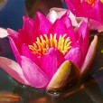 Nymphaea Pygmaea Rubra Rood Roze Nelumbogarden