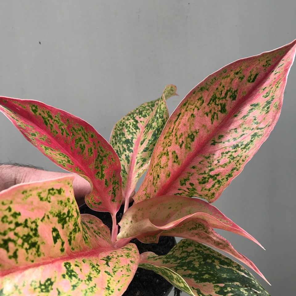  Aglaonema  Prestige BIJZONDERE PLANTEN nelumbogarden