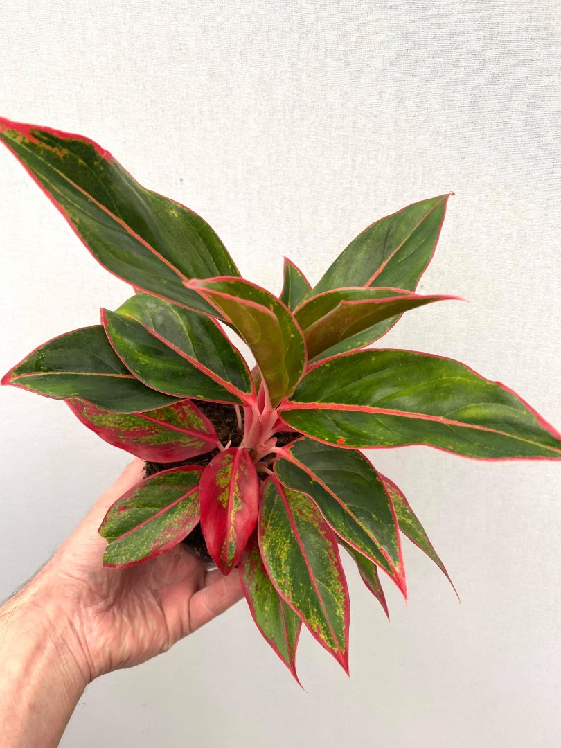  Aglaonema  Siam  Aurora Red  BIJZONDERE PLANTEN nelumbogarden