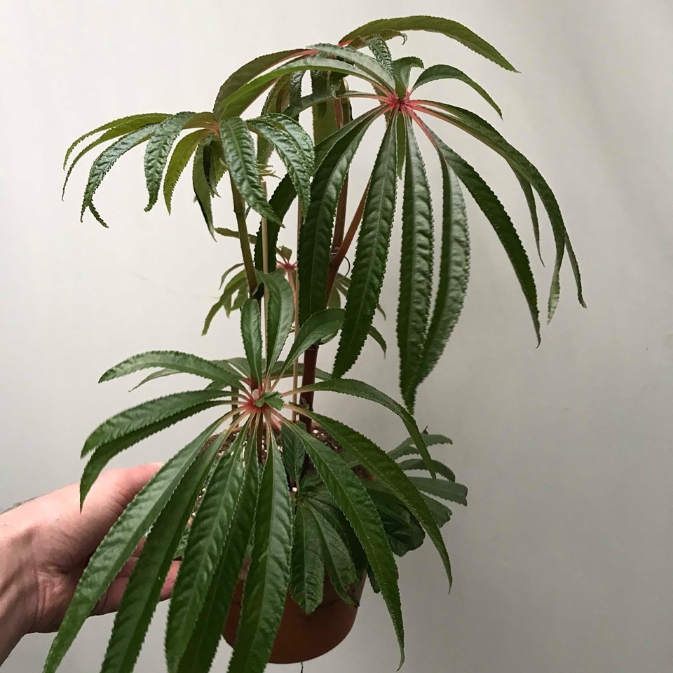 Begonia Luxurians - BIJZONDERE PLANTEN - nelumbogarden