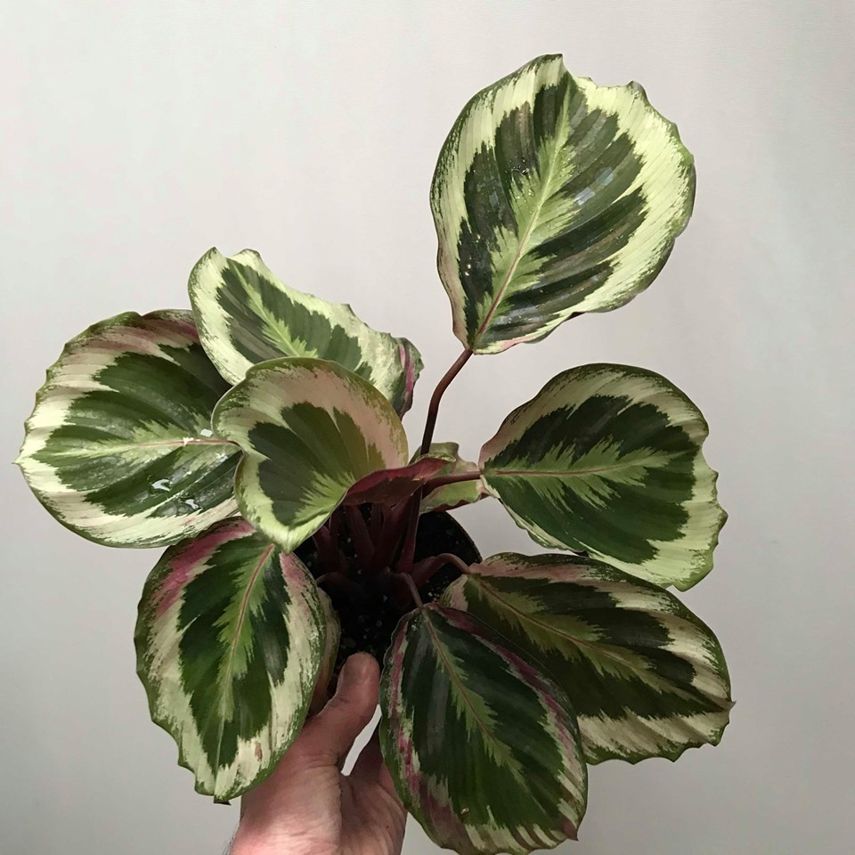  Calathea Marion  BIJZONDERE PLANTEN nelumbogarden