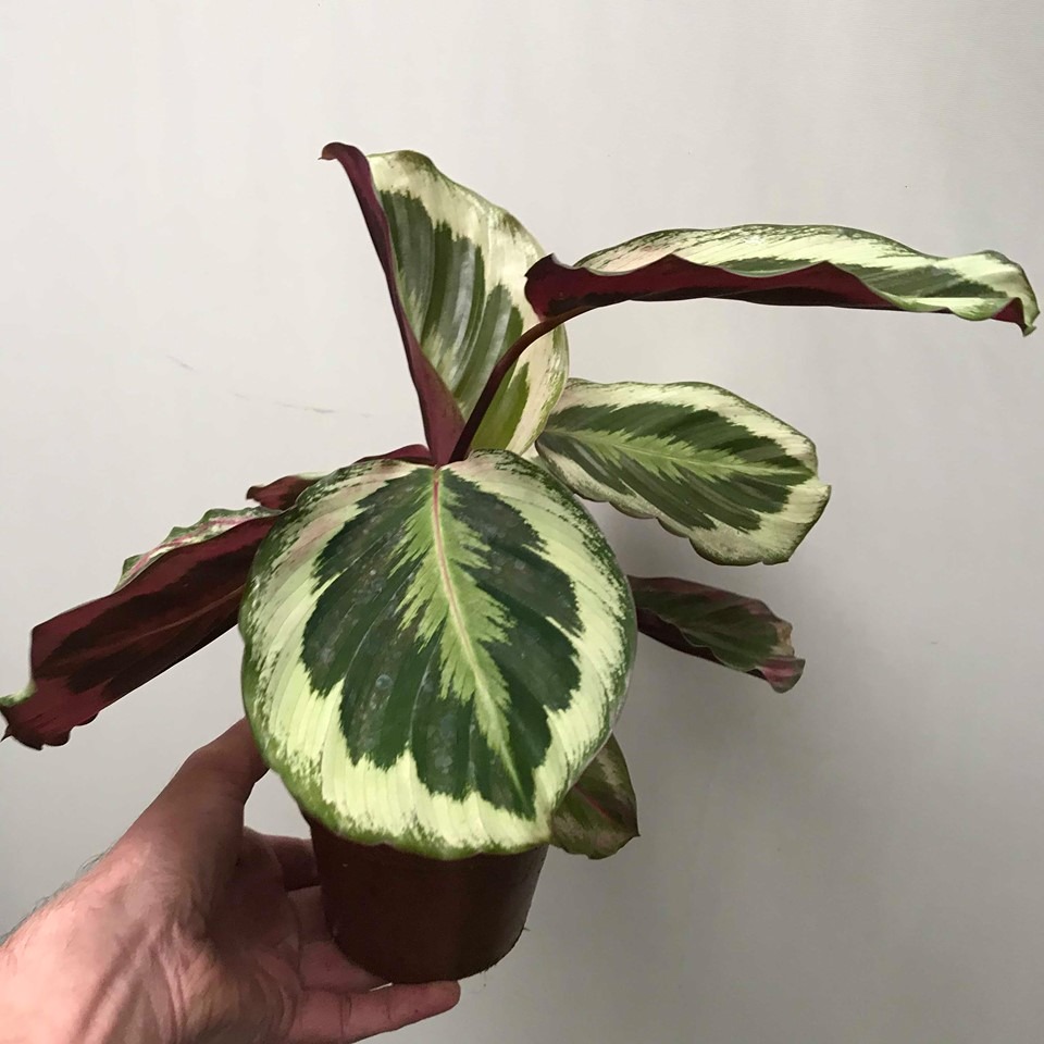  Calathea Marion  BIJZONDERE PLANTEN nelumbogarden