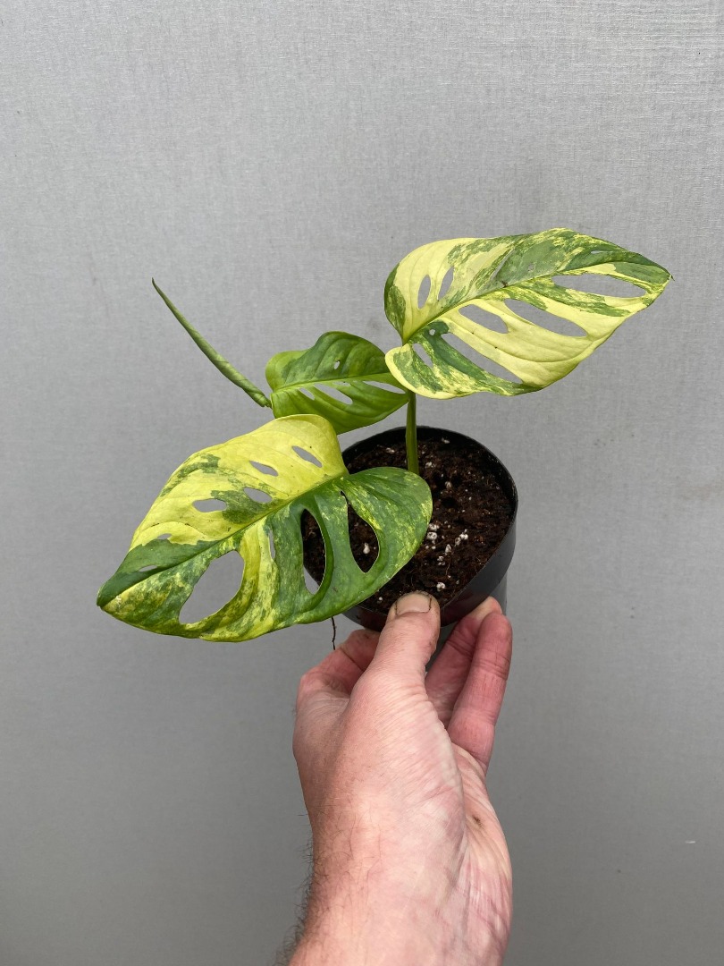 Monstera Adansonii Aurea Variegata Bijzondere Planten Nelumbogarden