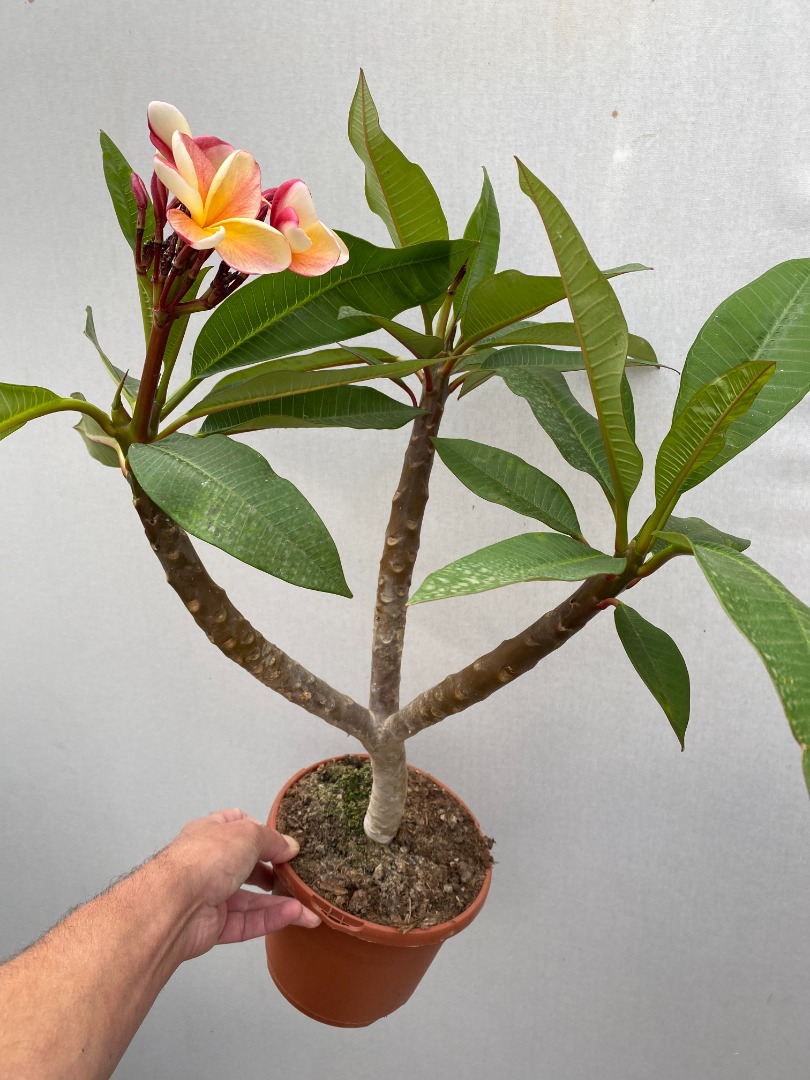 Plumeria Rubra 